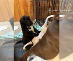 Small Photo #1 American Pit Bull Terrier-Australian Shepherd Mix Puppy For Sale in OWENSBORO, KY, USA