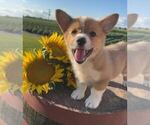 Puppy Lil Lady Pembroke Welsh Corgi