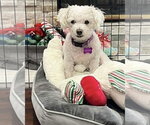 Small #2 Poochon