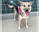Small #2 German Shepherd Dog