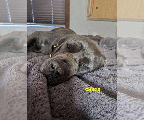 Medium Photo #3 Mutt Puppy For Sale in Woodland Hills, CA, USA