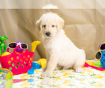 Small Photo #6 Labradoodle Puppy For Sale in PEYTON, CO, USA