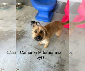 Mutt Dogs for adoption in Studio City, CA, USA