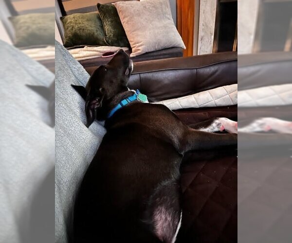 Medium Photo #13 American Pit Bull Terrier-Unknown Mix Puppy For Sale in Rockaway, NJ, USA