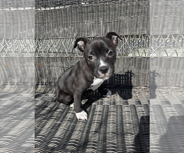 Medium Photo #2 Mutt Puppy For Sale in Holly Springs, NC, USA
