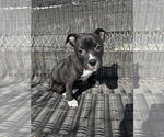 Small #1 Mutt