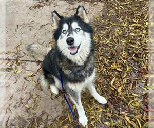 Siberian Husky Dogs for adoption in Martinez, CA, USA