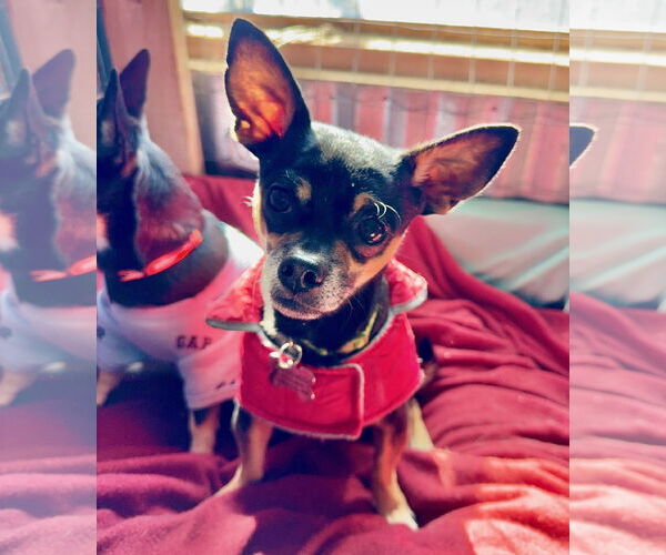 Medium Photo #2 Chipin Puppy For Sale in Williamsburg, NM, USA