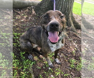 Mary Ellen - Female Mountain Cur-Unknown Mix Dog for Adoption - Photo #6