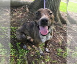 Small Photo #6 Mountain Cur-Unknown Mix Puppy For Sale in Attalka, AL, USA