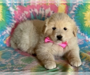 Golden Retriever-Maremma Sheepdog Mix Puppy for sale in LANCASTER, PA, USA