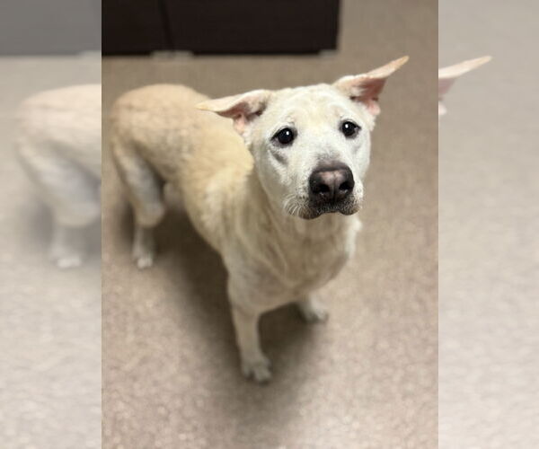 Medium Photo #5 Labrador Retriever-Unknown Mix Puppy For Sale in Sanford, FL, USA