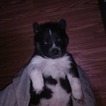 Small Photo #5 Siberian Husky Puppy For Sale in MERSHON, GA, USA