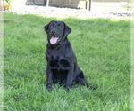 Small #2 Labrador Retriever