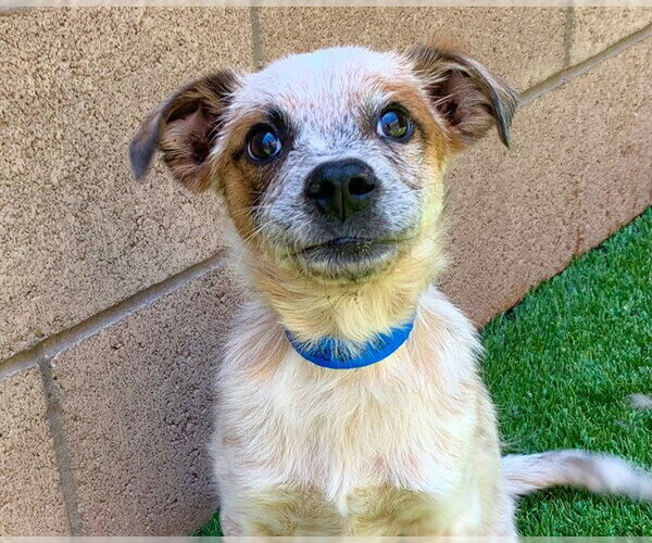 Medium Photo #2 Mutt Puppy For Sale in Moreno Valley, CA, USA