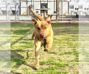 Buck - Male American Pit Bull Terrier Dog for Adoption - Photo #4