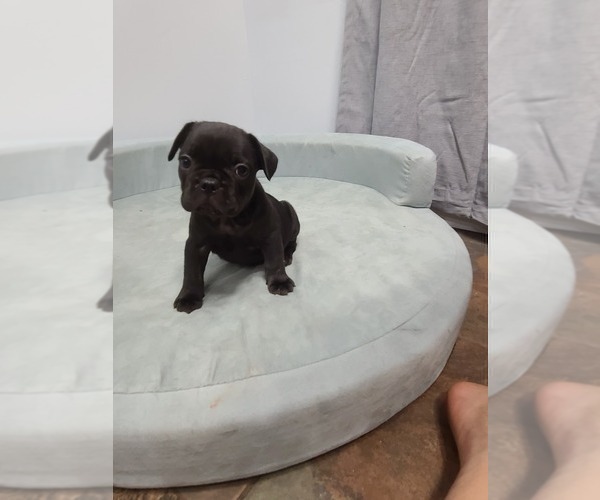 Medium Photo #2 French Bulldog Puppy For Sale in EDMOND, OK, USA