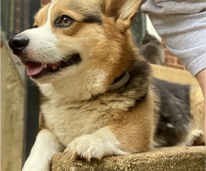 Father of the Pembroke Welsh Corgi puppies born on 07/30/2025