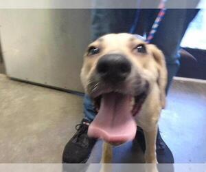 Labrador Retriever Dogs for adoption in Tulsa, OK, USA