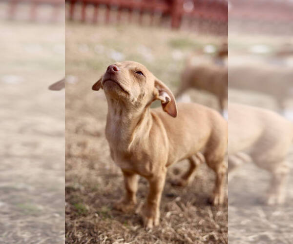 Medium Photo #1 Chihuahua-Unknown Mix Puppy For Sale in Andover, MN, USA