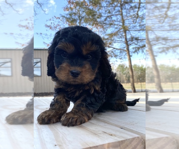 Medium Photo #5 Cavapoo Puppy For Sale in AUBREY, TX, USA