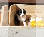 Small Photo #39 Australian Shepherd Puppy For Sale in RUSSELL, IA, USA