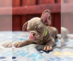 Small #1 French Bulldog
