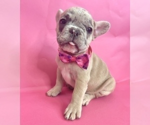 French Bulldog Puppy for sale in PASADENA, CA, USA