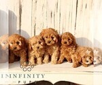 Small #1 Cavapoo (Miniature)