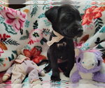 Small #2 Labrador Retriever Mix