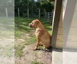 Small #7 American Pit Bull Terrier-Chinese Shar-Pei Mix