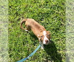 Small #2 Mutt