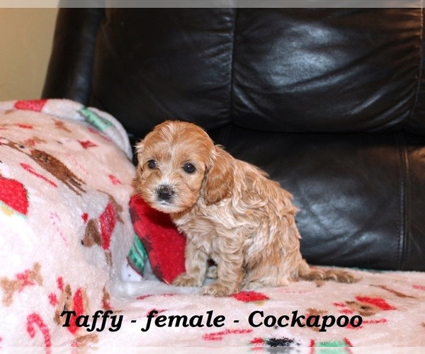 Medium Photo #4 Cockapoo (Miniature) Puppy For Sale in CLARKRANGE, TN, USA