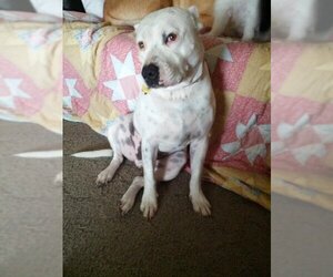 American Bulldog-Dogo Argentino Mix Dogs for adoption in Austin, TX, USA