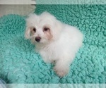 Small #2 Maltese