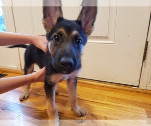 German Shepherd Dog Puppy for Sale in WINCHESTER, Virginia USA