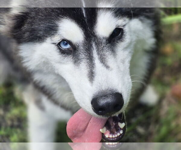 Medium Photo #5 Mutt Puppy For Sale in Sanford, FL, USA