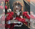 Puppy SPARKLE Australian Shepherd