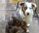 Small Photo #1 Australian Shepherd Puppy For Sale in SYLVA, NC, USA