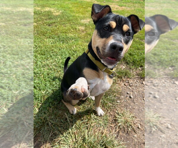 Medium Photo #3 Mutt Puppy For Sale in South Bend, IN, USA