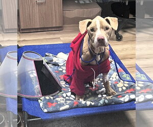 Xena - Female Pointer-Unknown Mix Dog for Adoption - Photo #14
