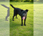 Small Labrador Retriever Mix