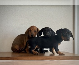 Dachshund Puppy for Sale in CHANDLER, Arizona USA
