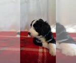 Small Photo #3 Bernedoodle Puppy For Sale in SPRINGFIELD, IL, USA