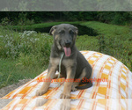 Small #2 German Shepherd Dog