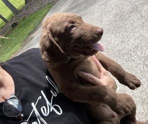 Chesapeake Bay Retriever Puppy for sale in COOKEVILLE, TN, USA