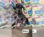 Puppy Black Great Dane