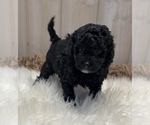 Small Poodle (Miniature)