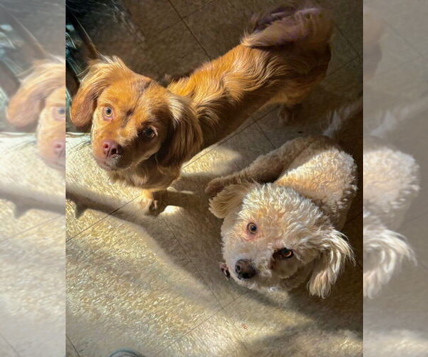 Medium Photo #4 Dachshund-Spaniel Mix Puppy For Sale in Apple Valley, CA, USA
