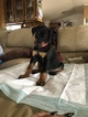 Small Photo #10 Doberman Pinscher Puppy For Sale in COLLEGE HEIGHTS DURANGO, CO, USA